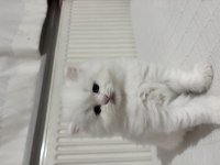 British Longhair Yavrusu