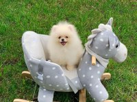 Pomeranian boo köpeği yavruları