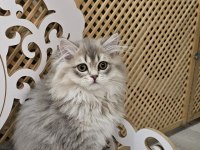 Son erkek scottish straight yavrumuz