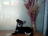 Simsiyah Şivava Güzellik Yeni Yuvasını Arıyor