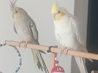 Çift Olarak Tamamen Evcil Sultan Papağanları