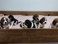 Sağlıklı Beagle Yavrular
