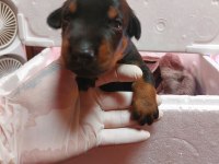 Tek Eksileri Şecere Belgeli İri Doberman Yavrular