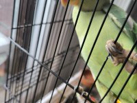 9 Aylık Erkek Alexander