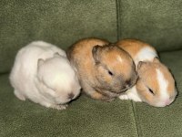 Orjinal cüce tavşan yavruları - istanbul