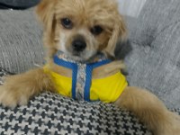 Ben Lusy 5 Aylık Bebek Köpeğim