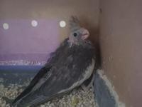 Yeni üretimden dolayı satılık sultan papağanı