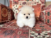 Pomeranian Boo Erkek