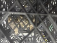 4 Dişi Ve 1 Erkek Bıldırcın