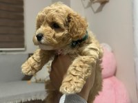 Dişi aylık poodle