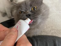 İki Kedime Hayvan Sever Aranıyor