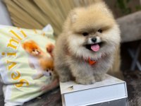 Türkiye'nin En Seçkin Pomeranian Boo (Ayı Surat) Garantili Yavruları
