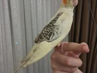 3 Aylık Erkek Sultan Papağanı