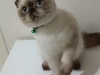 Top Kafa Scottish Fold Erkek