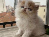 Çok Sıcak Kanlı Saf Irk Persian