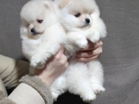 Ayı Surat Pomeranian Boo Yavruları