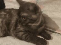 Evimde İki Tane Kedim Var Kediler Anlaşamadığından Dolayı Sahiplendirmek İstiyorum