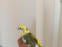 Şarkıcı Çimen Pareket Papağanı