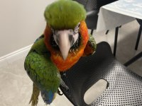 Hybrid Macaw Papağanı Eğitimli Uysal