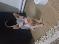 2 Aylık Erkek Sfenks Yavrumuz