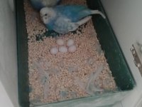 Ele Alışık Yavru Muhabbet Kuşları