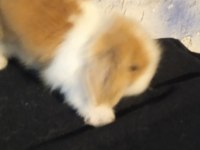 Orjinal Safkan Teddy Lop Yavru Tavşanlar