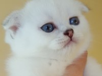 Sağlıklı Mavi Gözlü Safkan Scottish Fold Yavru Kedimiz