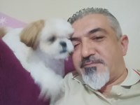 8 Aylık Dişi Shih Tzu