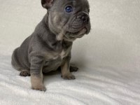 French Bulldog Köpekleri