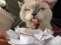 Ücretsiz sahiplendireceğim çok uslu ve sakin bir kedidir