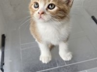 3 Adet Dişi Erkek Kedimiz Sahiplendirilecek Kedi