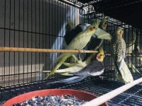 Sultan Papağanımız