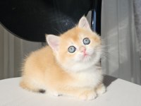 Safkan Golden British Shorthair
