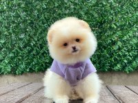Pomeranian boo yavrular