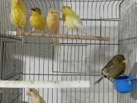 Eşe Hazır Dişi Kanaryalar