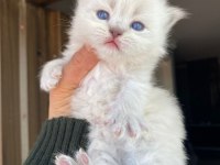 Prenslerim British Longhair