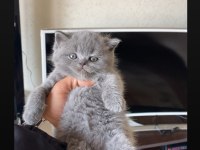 Safkan Ayı Surat Gri British Shorthair Yavrumuz