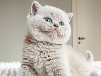 Masum Bebek Lilac British Shorthair