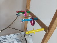 Sultan Papağanı Ve El Yapımı Oyun Kafesi