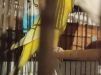 Hazır takım muhabbet kuşumuz