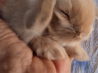 Hollanda Teddy Lop Tavşanı Yavrular