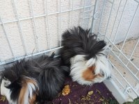 2 adet dişi guinea pig ve büyük kafes