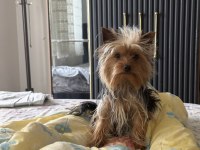 Yorkshire terrier köpeğime iyi bakacak aile arıyorum