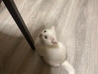 Minik scottish bembeyaz bebeğim