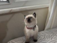 Ayı Surat British Shorthair Bebekler