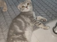 Scottish ve british yavrular