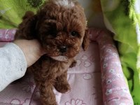 Toy Poodle Kore Mini Yavru Köpeklerimiz