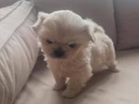 Pekinez bebek köpeğimiz