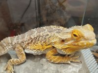 Sakallı Ejder Erkek