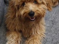 6 Aylık Maltipoo Köpek Erkek